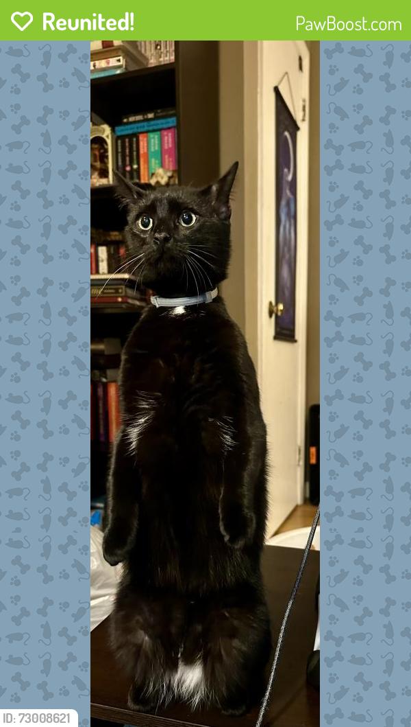 Reunited Male Cat last seen Fairfield Rd and Oliver Rd , Enfield, CT 06082