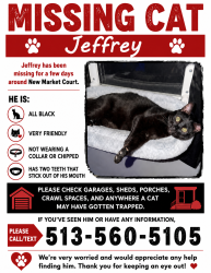 Lost Male Cat last seen Southridge Drive, Treeview Court, Northridge Drive, Batavia, OH 45103