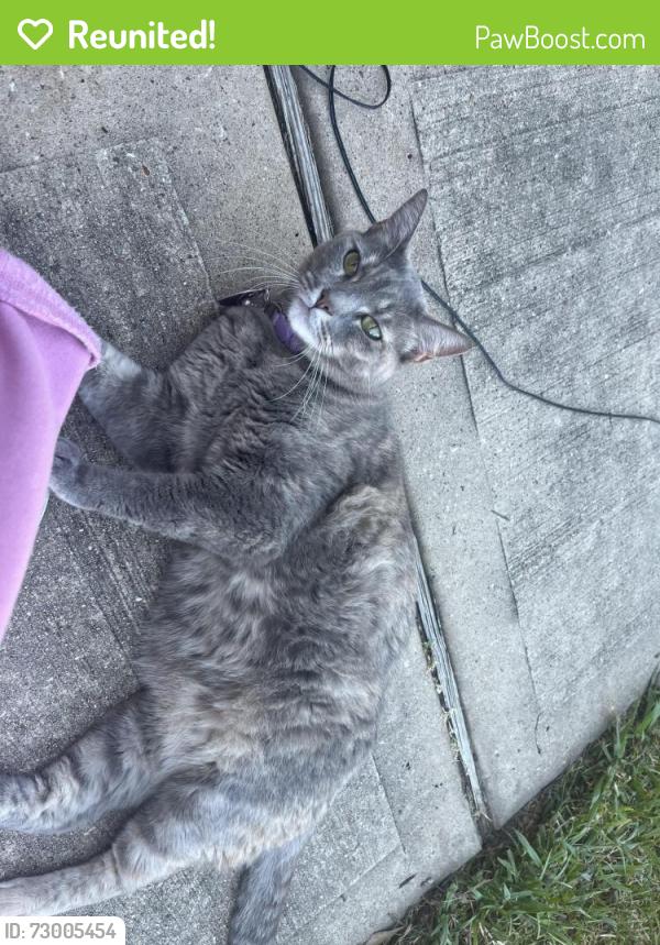 Reunited Female Cat last seen H.M Carroll Elementary School , Houston, TX 77044
