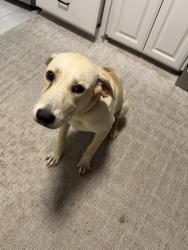 Found/Stray Male Dog last seen Shadowdale & ivyridge, Houston, TX 77043