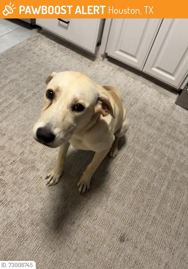 Found/Stray Male Dog last seen Shadowdale & ivyridge, Houston, TX 77043