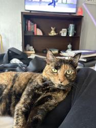 Lost Female Cat last seen Ocean and San Clemente, Ventura, CA 93001