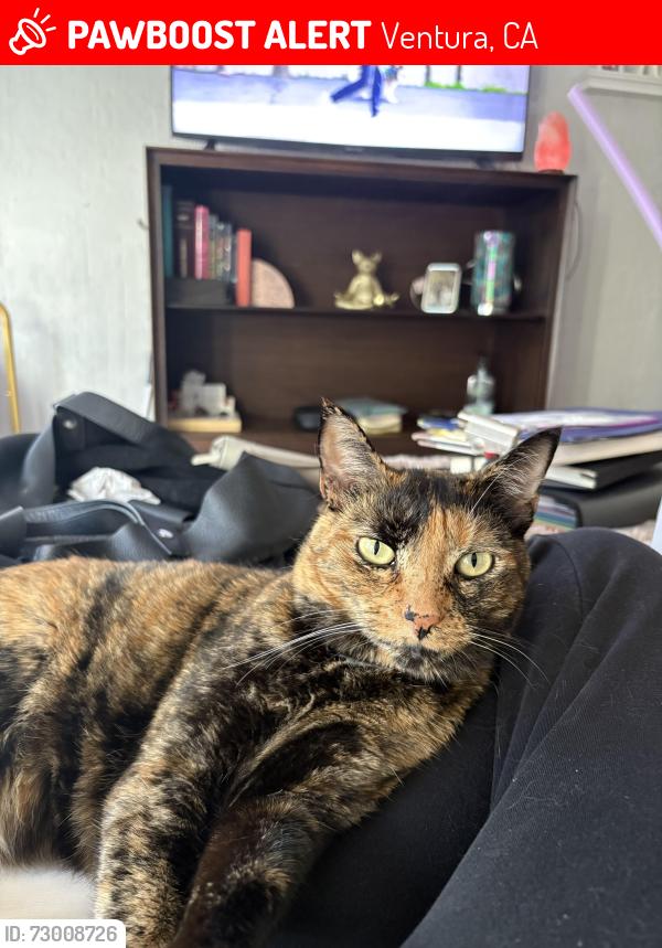 Lost Female Cat last seen Ocean and San Clemente, Ventura, CA 93001