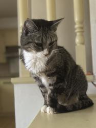 Lost Male Cat last seen Between council and rockwell south of 16th, Oklahoma City, OK 73127