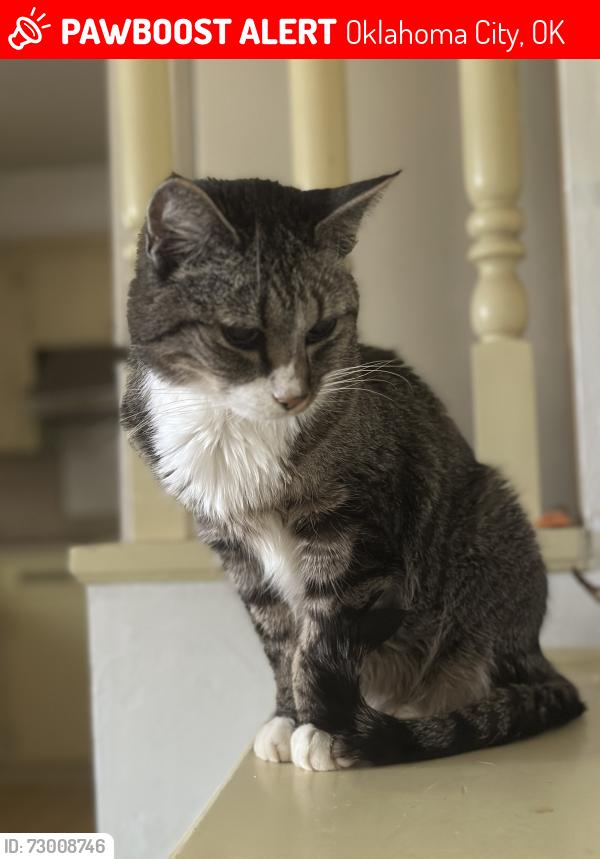 Lost Male Cat last seen Between council and rockwell south of 16th, Oklahoma City, OK 73127