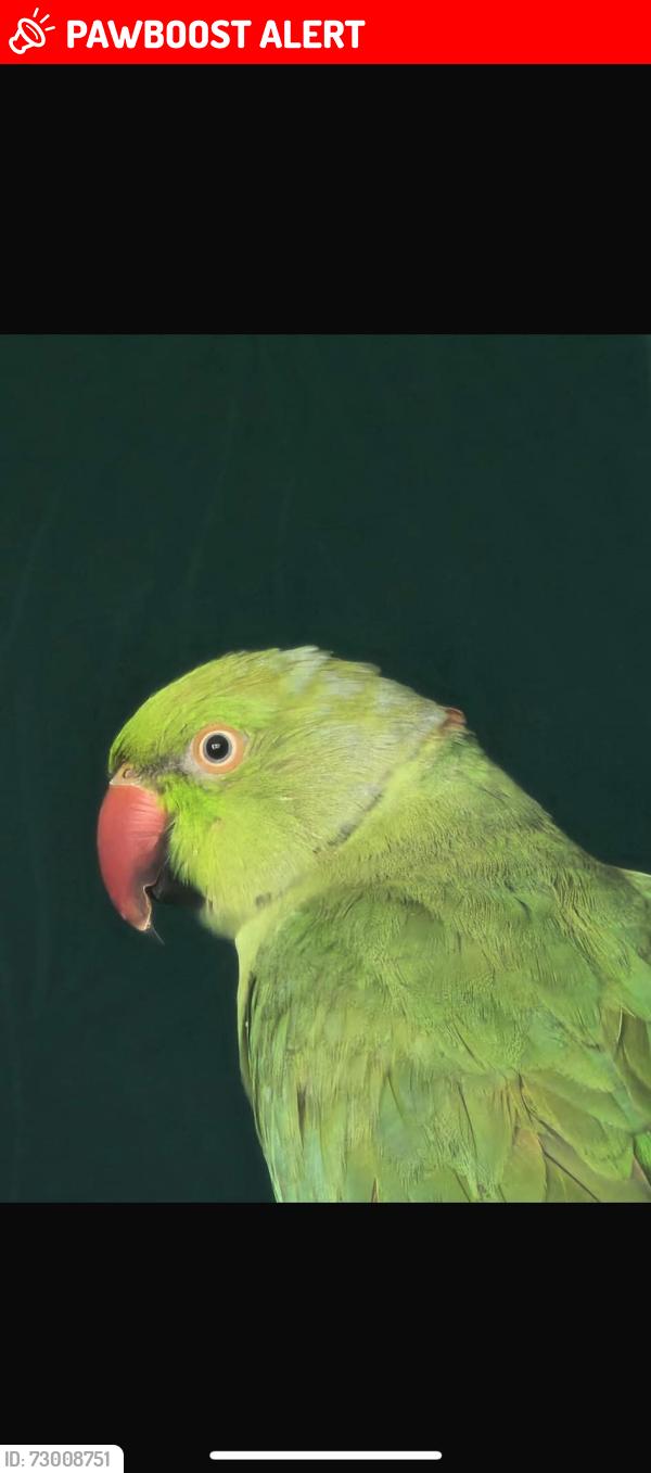 Lost Male Bird last seen masefield crescent, harold hill, Greater London, England RM3