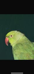Lost Male Bird last seen masefield crescent, harold hill, Greater London, England RM3