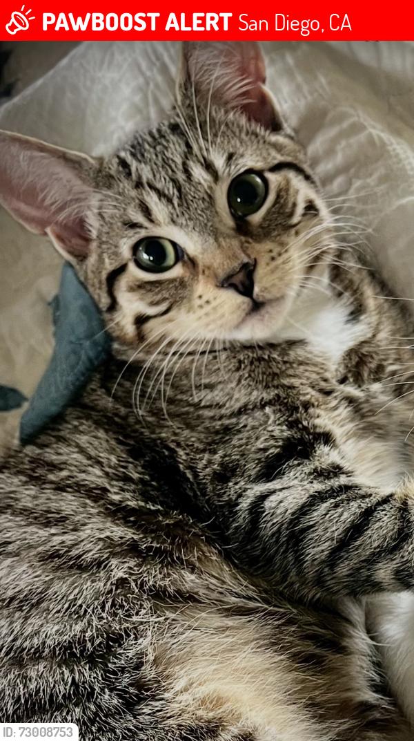 Lost Female Cat last seen Lyndon rd/ Sheridan rd, San Diego, CA 92103