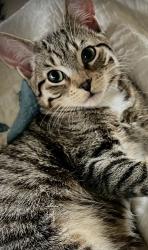 Lost Female Cat last seen Lyndon rd/ Sheridan rd, San Diego, CA 92103