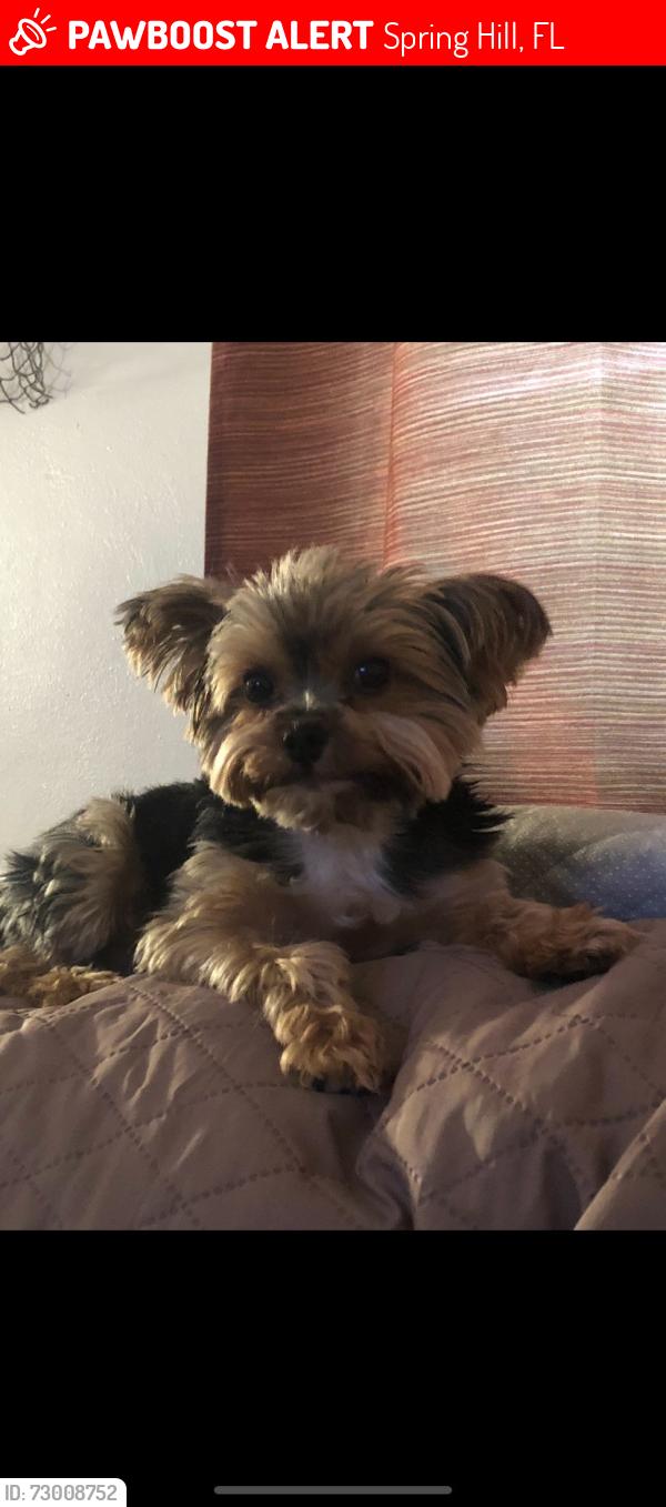 Lost Male Dog last seen Spring Hill Drive and Skyline Ct, Spring Hill, FL 34606