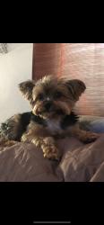 Lost Male Dog last seen Spring Hill Drive and Skyline Ct, Spring Hill, FL 34606