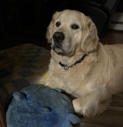 Reunited Male Dog last seen Neanda St, New Britain, CT, New Britain, CT 06053