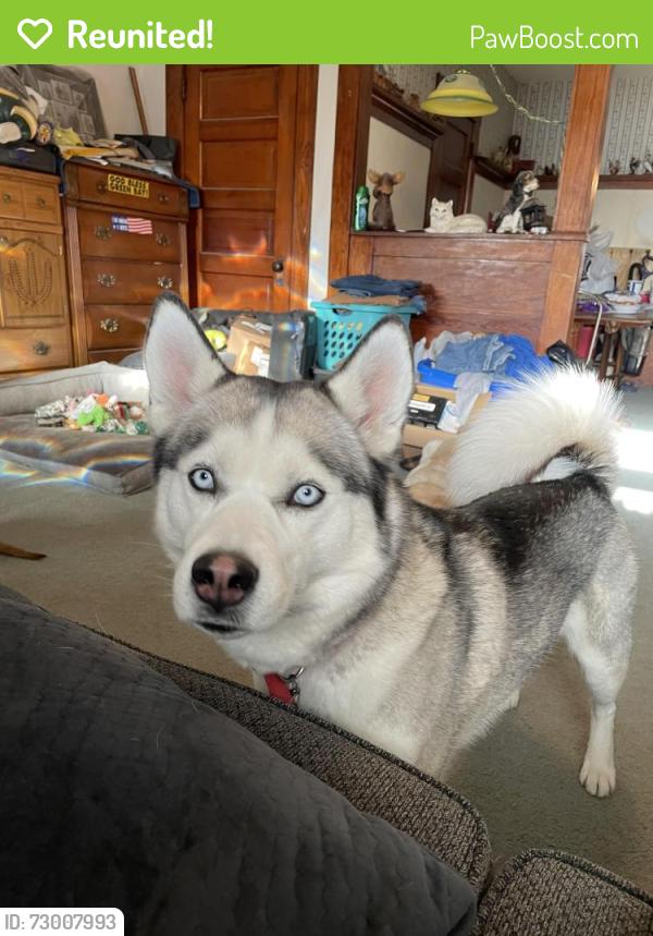 Reunited Male Dog last seen Guildford street , Huntington, IN 46750