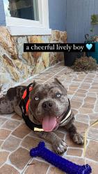 Lost Male Dog last seen Near Gas station Racetrack , Miami, FL 33169