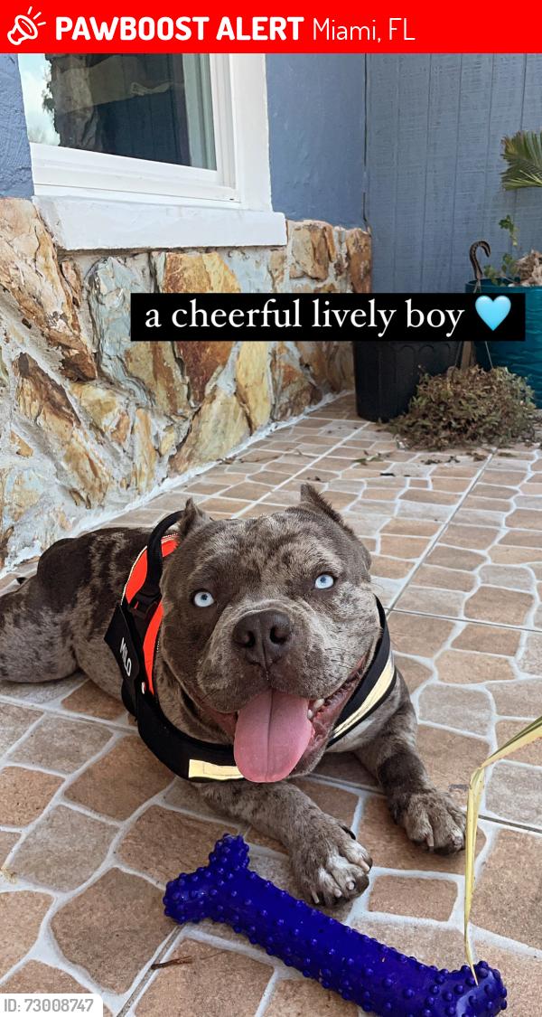 Lost Male Dog last seen Near Gas station Racetrack , Miami, FL 33169