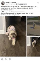 Found/Stray Female Dog last seen Adour dr, Kissimmee, FL 34759