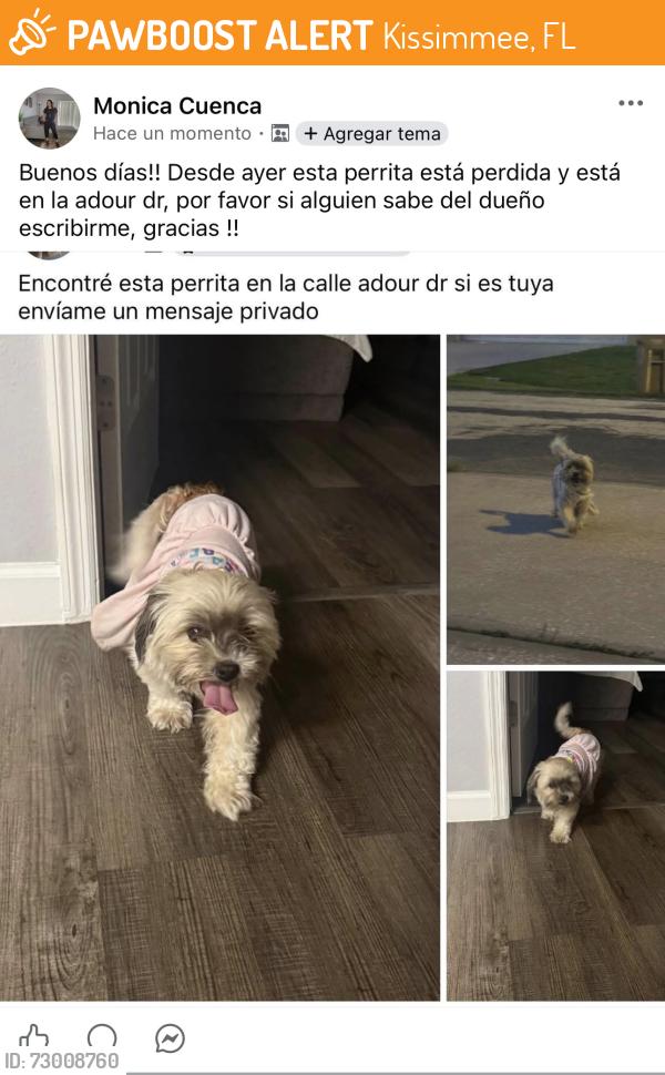 Found/Stray Female Dog last seen Adour dr, Kissimmee, FL 34759