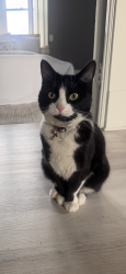 Lost Female Cat last seen Golden dawn restaurant, Youngstown, OH 44505