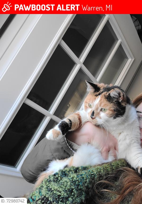 Lost Female Cat last seen 10 mile and Frazho, Warren, MI 48091