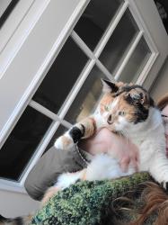 Lost Female Cat last seen 10 mile and Frazho, Warren, MI 48091
