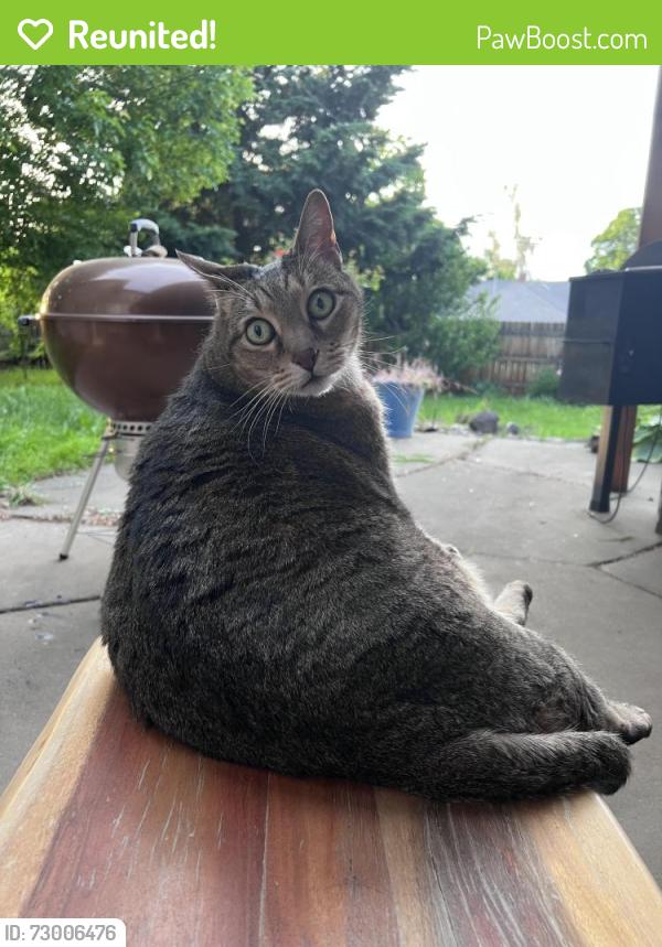 Reunited Male Cat last seen Barge and 22nd , Yakima, WA 98902