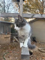 Lost Male Cat last seen Edgarton Dr, Hidden Valley neighborhood, Charlotte, NC. Near the Hidden Valley area., Charlotte, NC 28213