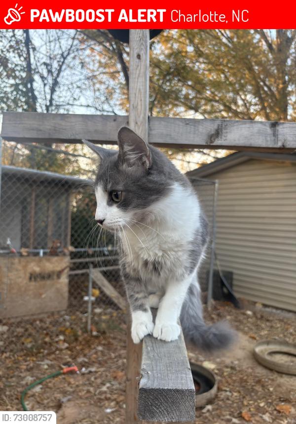 Lost Male Cat last seen Edgarton Dr, Hidden Valley neighborhood, Charlotte, NC. Near the Hidden Valley area., Charlotte, NC 28213