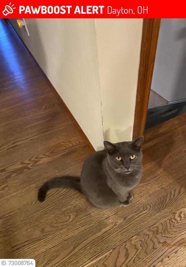 Lost Female Cat last seen Sweetleaf Drive and Berrywood Drive, Dayton, OH 45424