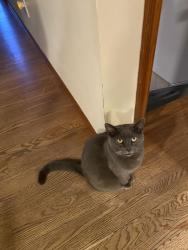 Lost Female Cat last seen Sweetleaf Drive and Berrywood Drive, Dayton, OH 45424