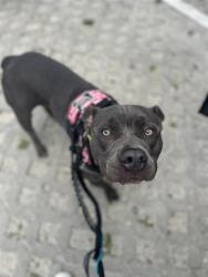 Shelter Stray Female Dog last seen , 3599 NW 79th Ave, Doral, FL 33122, USA