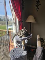 Reunited Female Cat last seen South holley rd, holley, ny, Holley, NY 14470