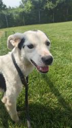 Shelter Stray Male Dog last seen Near BLOCK PEACHTREE AVE, 3528 Newburg Rd, Louisville, KY 40218, USA
