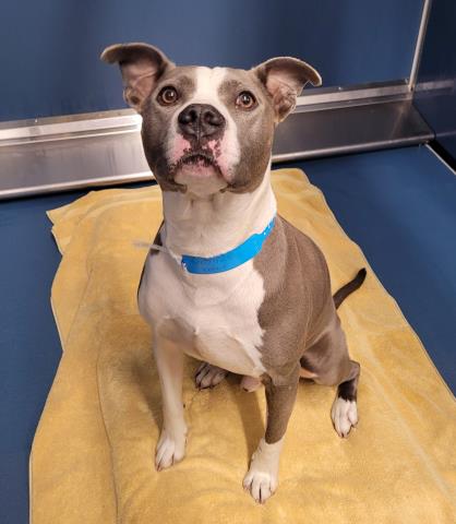Shelter Stray Male Dog last seen Near BLOCK TEPPERT ST, DETROIT, MI 48234, 7401 Chrysler Dr, Detroit, MI 48211, USA