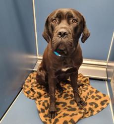 Shelter Stray Male Dog last seen Near BLOCK CHAPEL ST, DETROIT, MI 48223, 7401 Chrysler Dr, Detroit, MI 48211, USA
