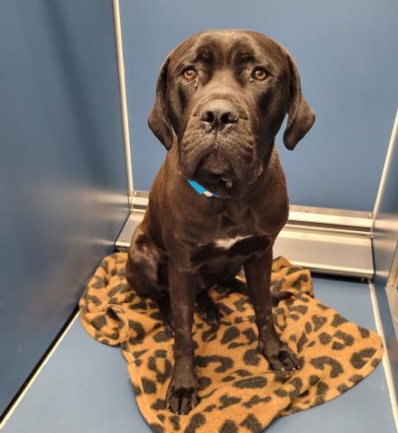 Shelter Stray Male Dog last seen Near BLOCK CHAPEL ST, DETROIT, MI 48223, 7401 Chrysler Dr, Detroit, MI 48211, USA