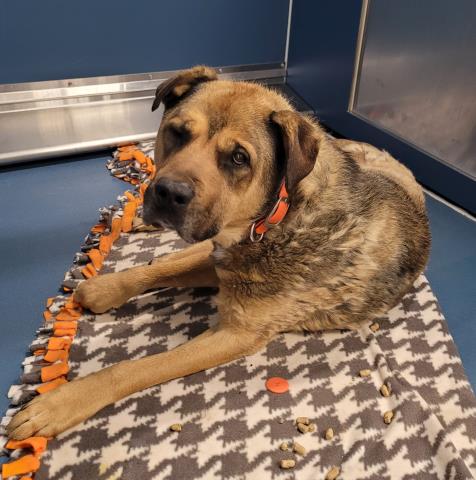 Shelter Stray Male Dog last seen Near BLOCK HOOVER ST, DETROIT, MI 48205, 7401 Chrysler Dr, Detroit, MI 48211, USA