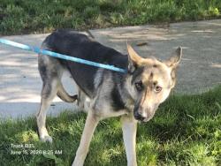 Shelter Stray Female Dog last seen Near BLOCK CORTLAND ST, DETROIT, MI 48204, 7401 Chrysler Dr, Detroit, MI 48211, USA