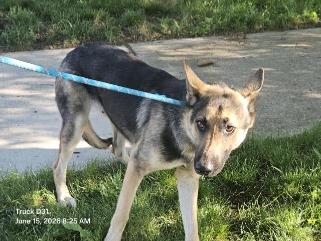 Shelter Stray Female Dog last seen Near BLOCK CORTLAND ST, DETROIT, MI 48204, 7401 Chrysler Dr, Detroit, MI 48211, USA