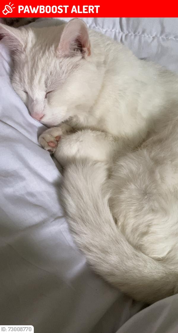 Lost Male Cat last seen He was on brook street in smethwick , West Midlands, England B66