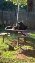 Lost Male Dog last seen Duncan Park, Spartanburg, SC 29302