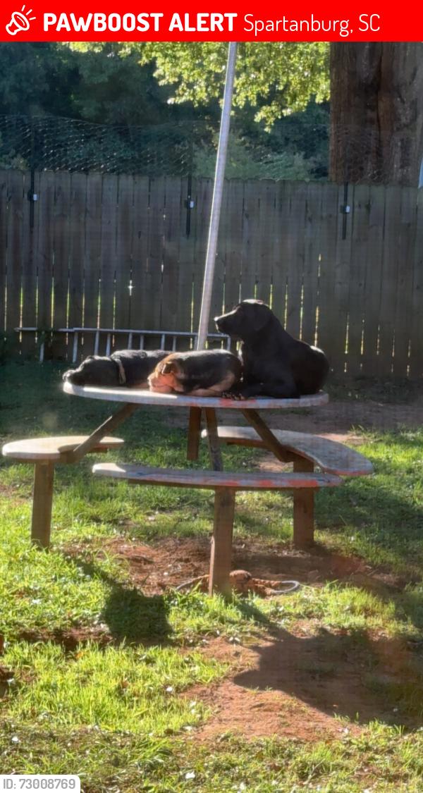 Lost Male Dog last seen Duncan Park, Spartanburg, SC 29302