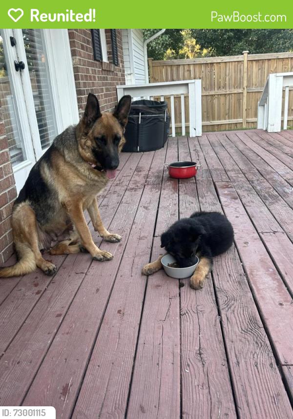Reunited Female Dog last seen Canelot neighborhood Garner NC, Garner, NC 27529