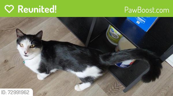 Reunited Male Cat last seen Stowe Cottage Lake Mandarin , Jacksonville, FL 32223