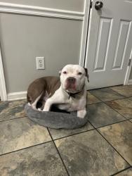 Lost Male Dog last seen Near and Oliver , Minneapolis, MN 55412