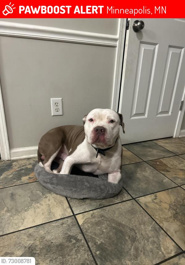 Lost Male Dog last seen Near and Oliver , Minneapolis, MN 55412