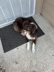 Found/Stray Female Dog last seen Tierra palms, Houston, TX 77034