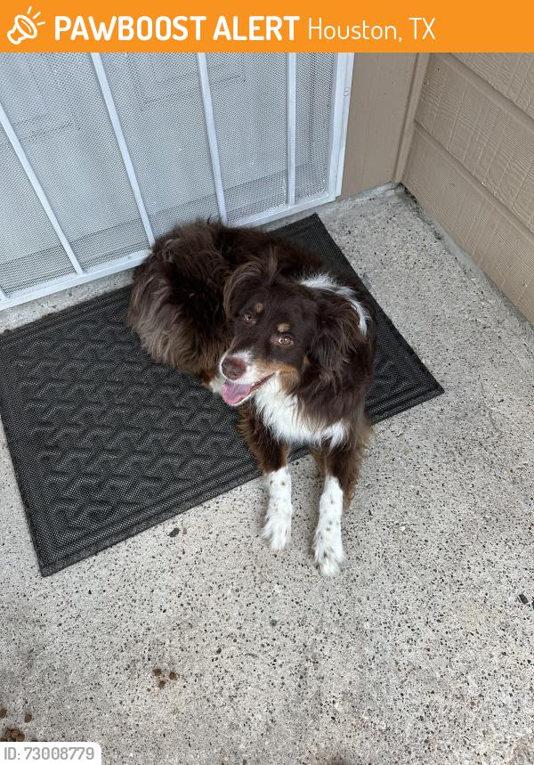 Found/Stray Female Dog last seen Tierra palms, Houston, TX 77034