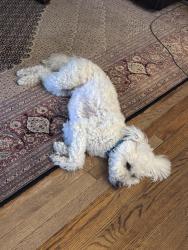 Reunited Male Dog last seen Westminster and Coachway, Anne Arundel County, MD 21401