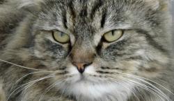 Lost Male Cat last seen Margaret st, church st, Henry st, Orangeville, ON L9W 2N3