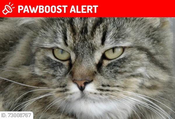 Lost Male Cat last seen Margaret st, church st, Henry st, Orangeville, ON L9W 2N3